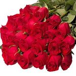 Імпортні троянди