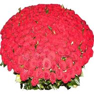 Букет із 351 троянди