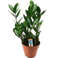 Замиокулькас (доларове дерево)