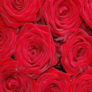 Червоні троянди поштучно