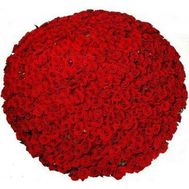 1001, червона троянда