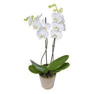 Орхідея фаленопсис біла з 2 гілками