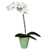 Орхідея фаленопсис біла з 1 гілкою