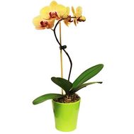 Орхідея фаленопсис жовта з 1 гілкою