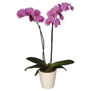 Орхідея фаленопсис рожева з 2 гілками