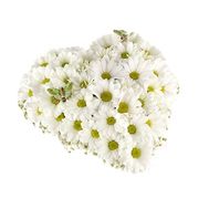 11 хризантем