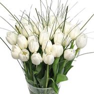 Букет із 35 білих тюльпанів