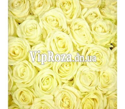 Білі троянди поштучно