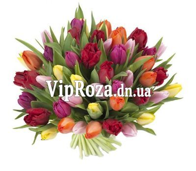 Букет із 51 тюльпана