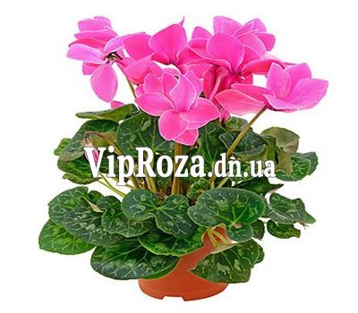 Цикламен