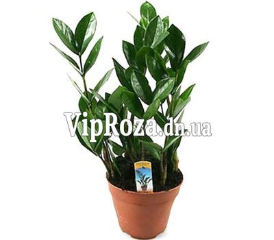 Замиокулькас (доларове дерево)