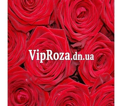 Червоні троянди поштучно