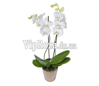 Орхідея фаленопсис біла з 2 гілками