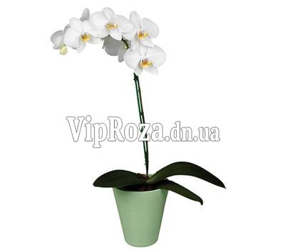 Орхідея фаленопсис біла з 1 гілкою