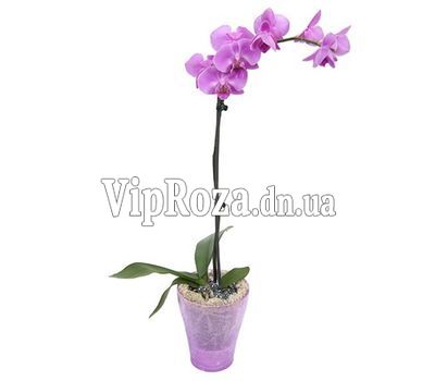Орхідея фаленопсис рожевого кольору (1 гілка)