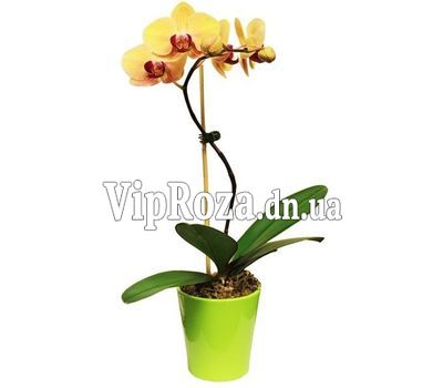 Орхідея фаленопсис жовта з 1 гілкою
