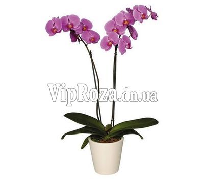 Орхідея фаленопсис рожева з 2 гілками