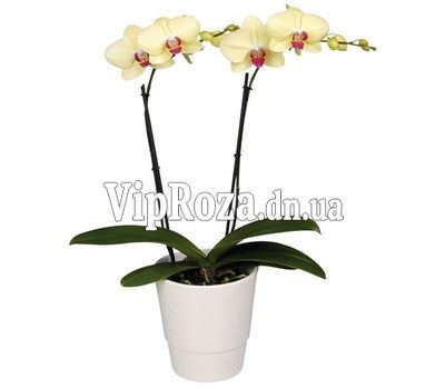Орхідея фаленопсис жовта з 2 гілками