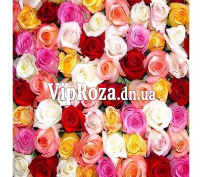 Різнокольорові троянди поштучно