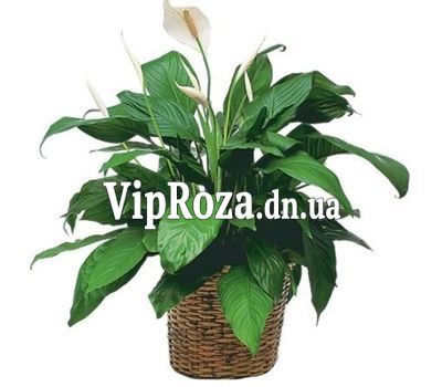 Спатифіллум (Жіноче щастя)